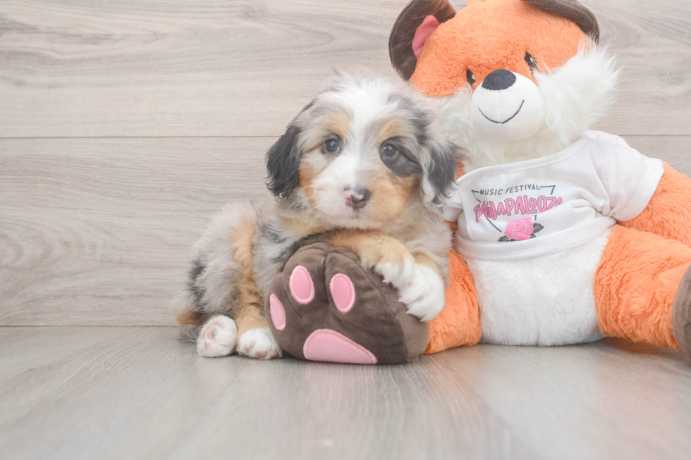 Sweet Mini Bernedoodle Baby