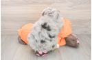 Mini Bernedoodle Puppy for Adoption