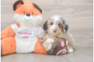 Mini Bernedoodle Pup Being Cute
