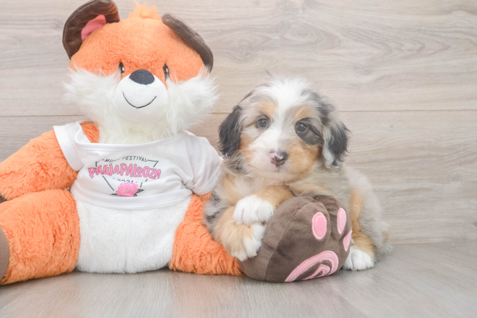 Mini Bernedoodle Pup Being Cute