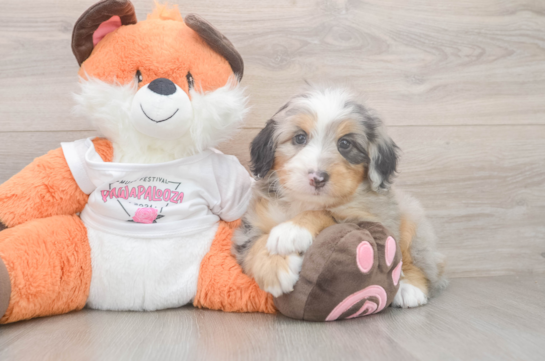 Mini Bernedoodle Pup Being Cute