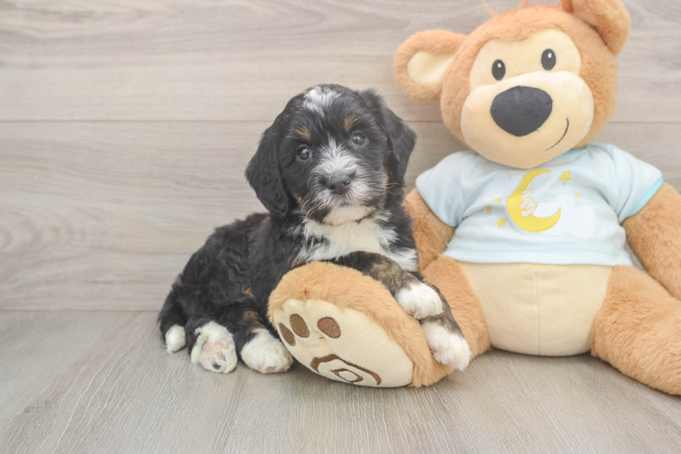 Small Mini Bernedoodle Baby