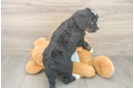 Sweet Mini Bernedoodle Baby