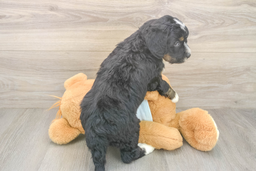 Sweet Mini Bernedoodle Baby