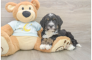 Best Mini Bernedoodle Baby