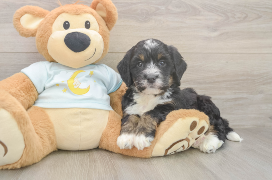 Best Mini Bernedoodle Baby