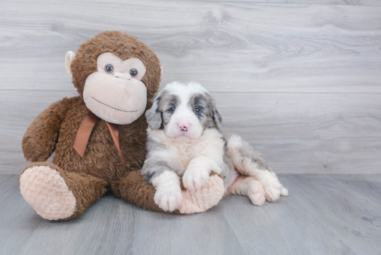 Mini Bernedoodle Pup Being Cute