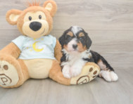 5 week old Mini Bernedoodle Puppy For Sale - Premier Pups
