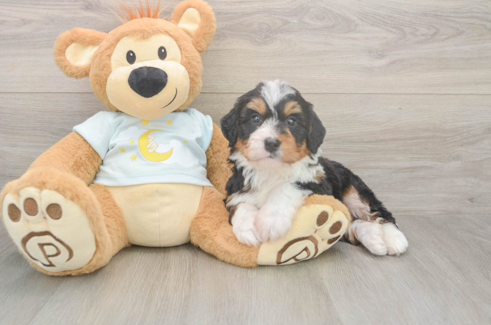 5 week old Mini Bernedoodle Puppy For Sale - Premier Pups