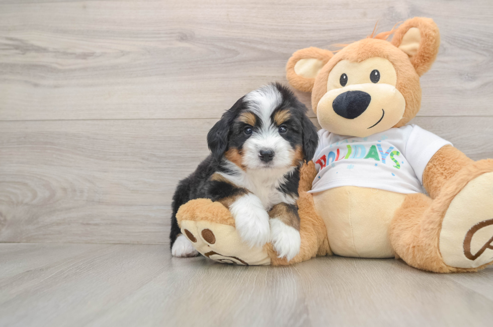 5 week old Mini Bernedoodle Puppy For Sale - Premier Pups