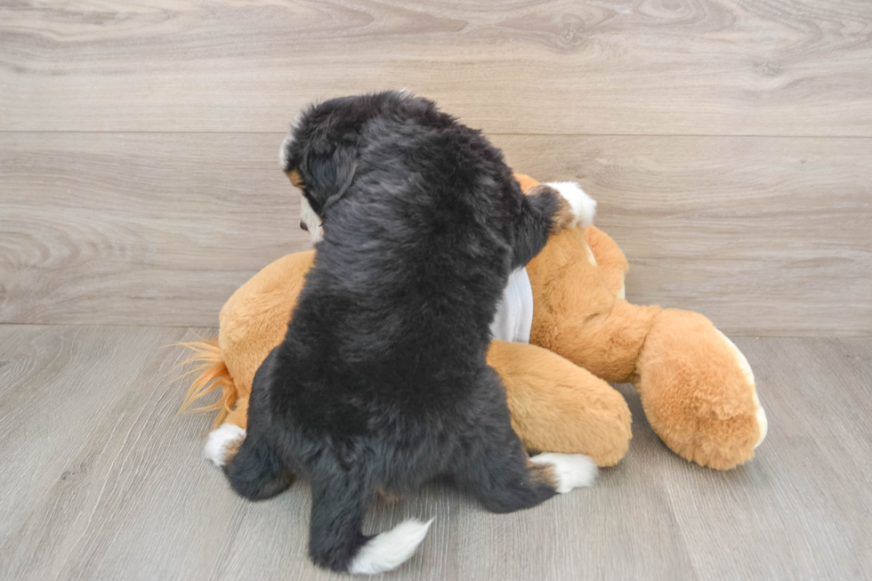 Mini Bernedoodle Puppy for Adoption