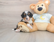 5 week old Mini Bernedoodle Puppy For Sale - Premier Pups