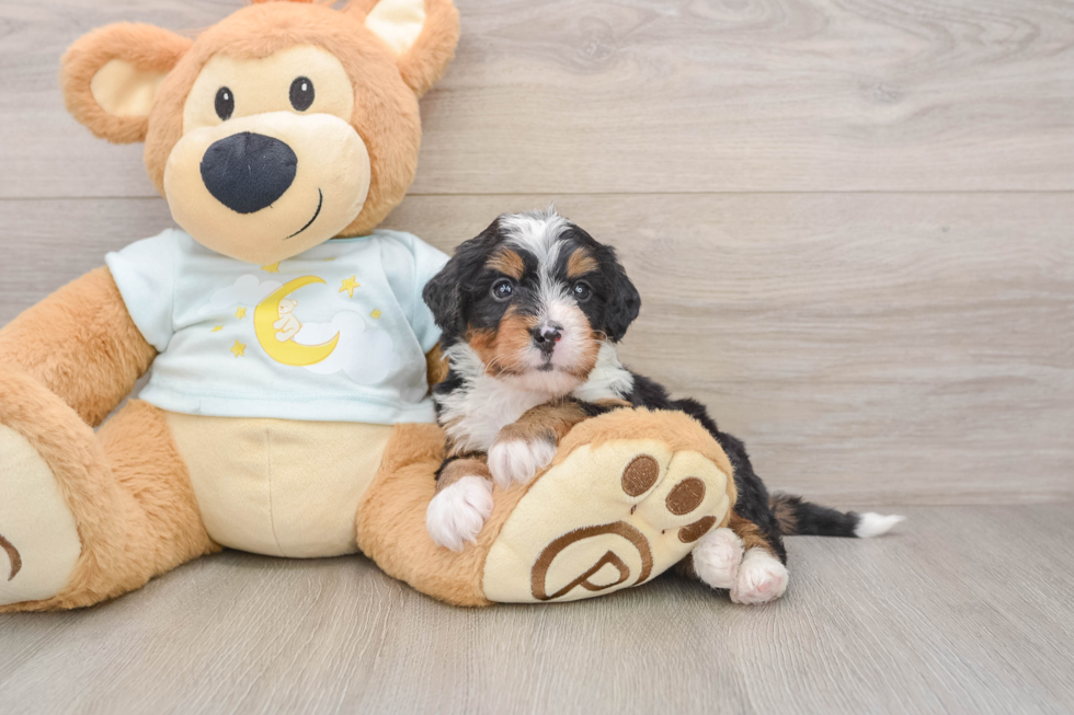 Petite Mini Bernedoodle Poodle Mix Pup