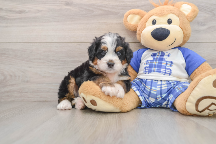 Cute Mini Bernedoodle Baby