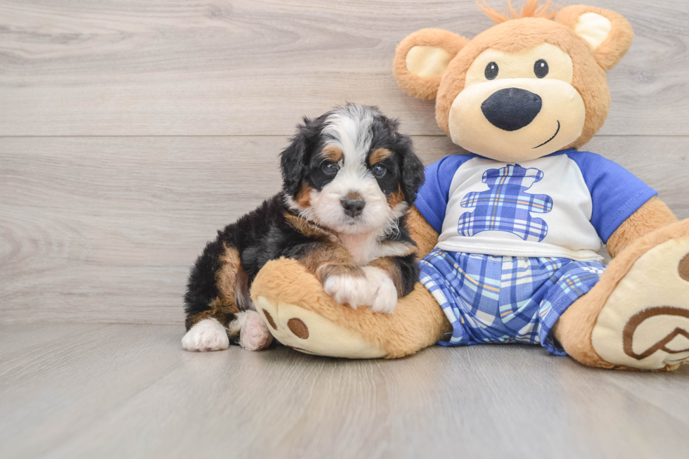 Cute Mini Bernedoodle Baby