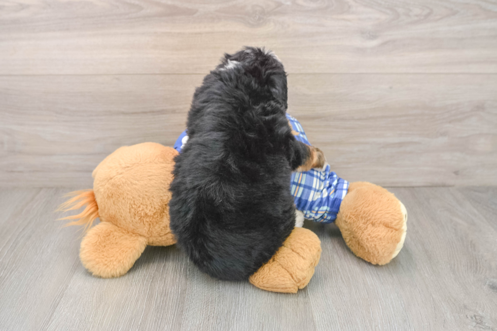 Mini Bernedoodle Puppy for Adoption