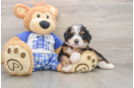 Mini Bernedoodle Puppy for Adoption