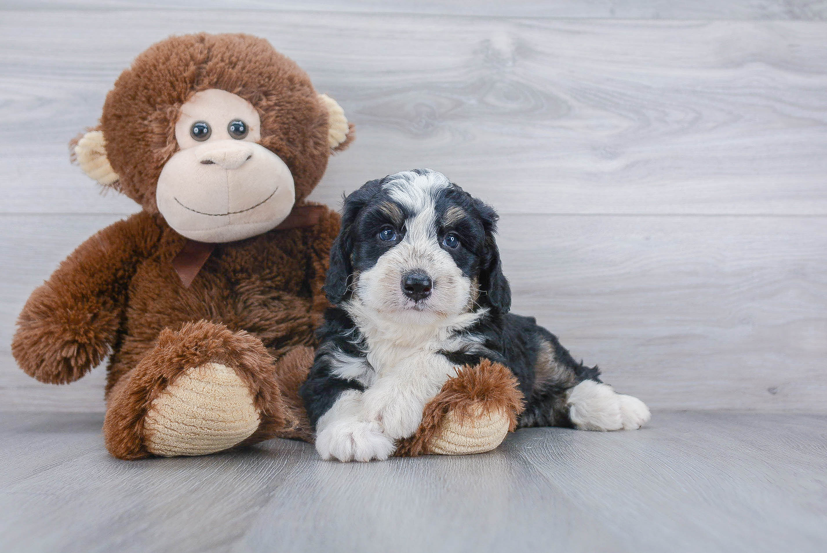 Mini Bernedoodle Puppy for Adoption