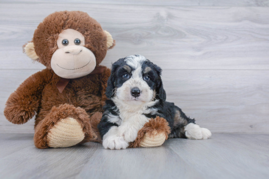 Mini Bernedoodle Puppy for Adoption