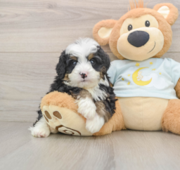 6 week old Mini Bernedoodle Puppy For Sale - Premier Pups