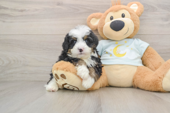 Best Mini Bernedoodle Baby