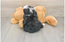 Mini Bernedoodle Puppy for Adoption