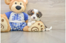 Mini Bernedoodle Pup Being Cute