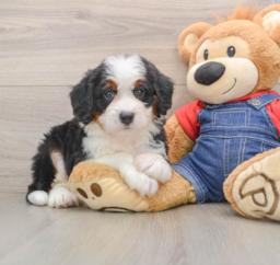 5 week old Mini Bernedoodle Puppy For Sale - Premier Pups