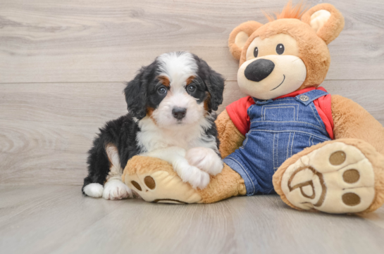Smart Mini Bernedoodle Poodle Mix Pup