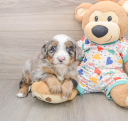 6 week old Mini Bernedoodle Puppy For Sale - Premier Pups