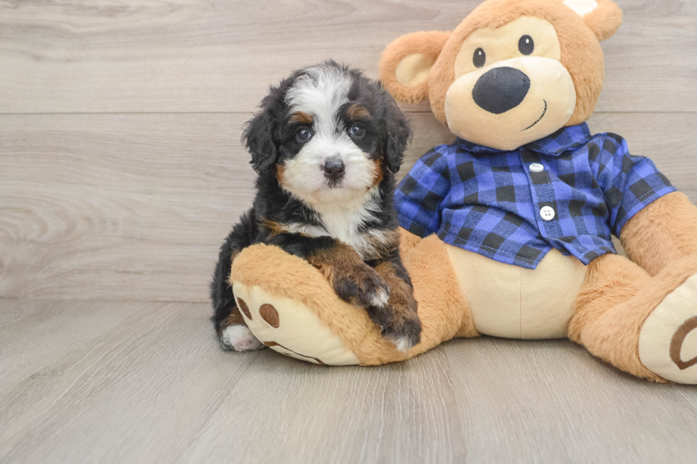 Mini Bernedoodle Puppy for Adoption
