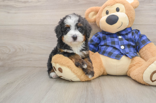Mini Bernedoodle Puppy for Adoption