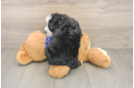 Mini Bernedoodle Pup Being Cute
