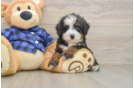 Petite Mini Bernedoodle Poodle Mix Pup