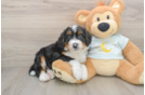 Best Mini Bernedoodle Baby