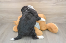 Cute Mini Bernedoodle Baby