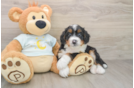 Little Bernese Doodle Poodle Mix Puppy