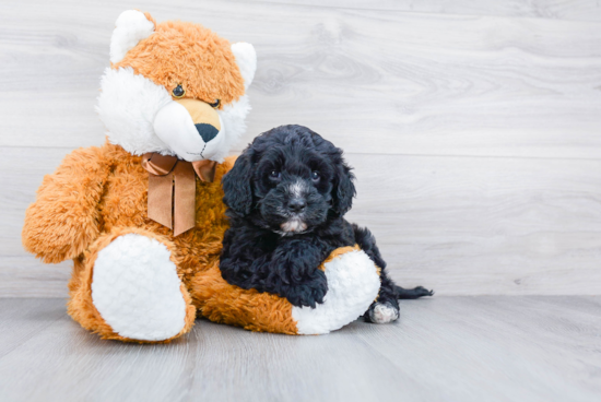 Energetic Bernadoodle Poodle Mix Puppy