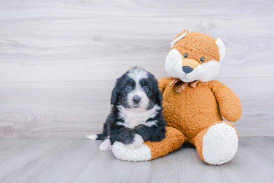 Mini Bernedoodle Puppy for Adoption