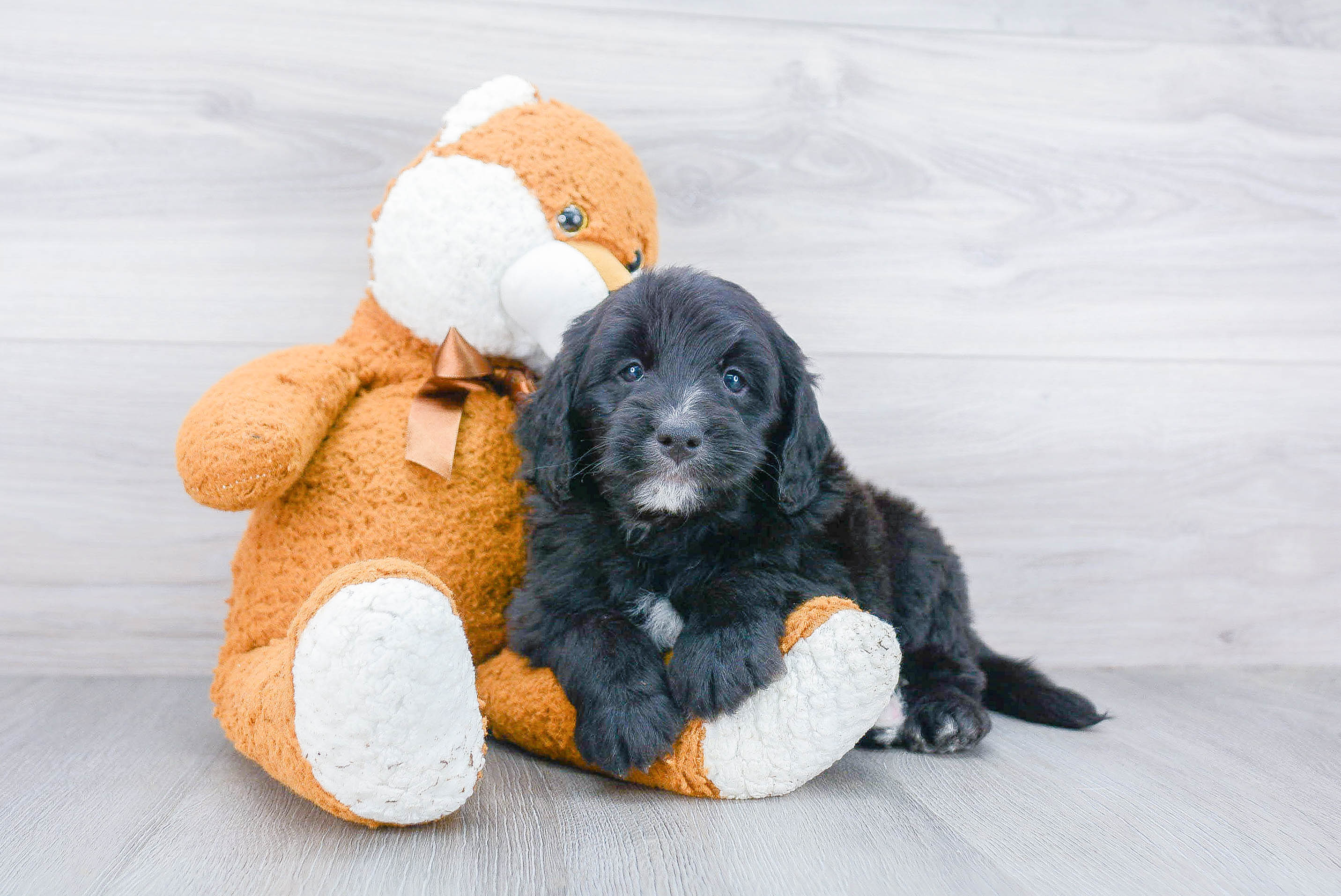 Mini Bernedoodle Pup Being Cute