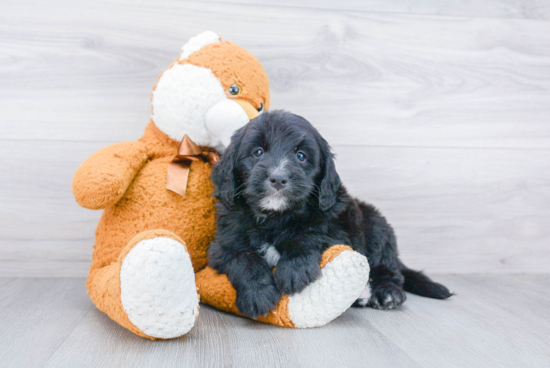 Mini Bernedoodle Pup Being Cute