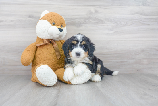 Funny Mini Bernedoodle Poodle Mix Pup