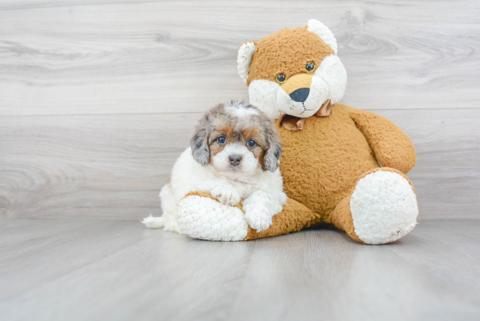 Mini Bernedoodle Pup Being Cute