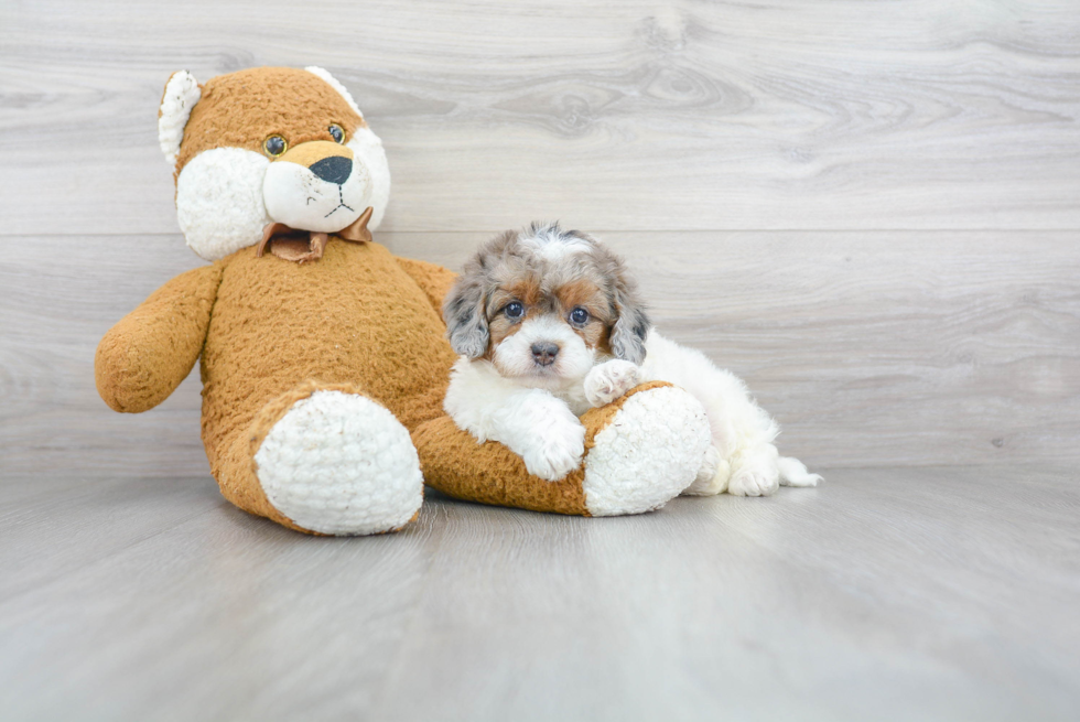 Mini Bernedoodle Puppy for Adoption