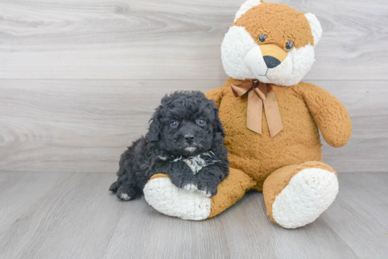 Cute Mini Bernedoodle Baby