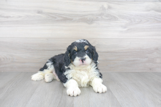 Little Mini Berniedoodle Poodle Mix Puppy