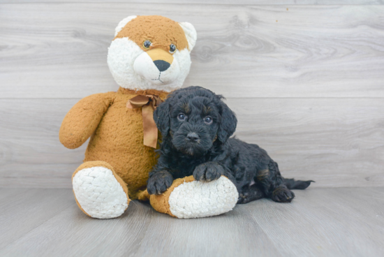 Best Mini Bernedoodle Baby