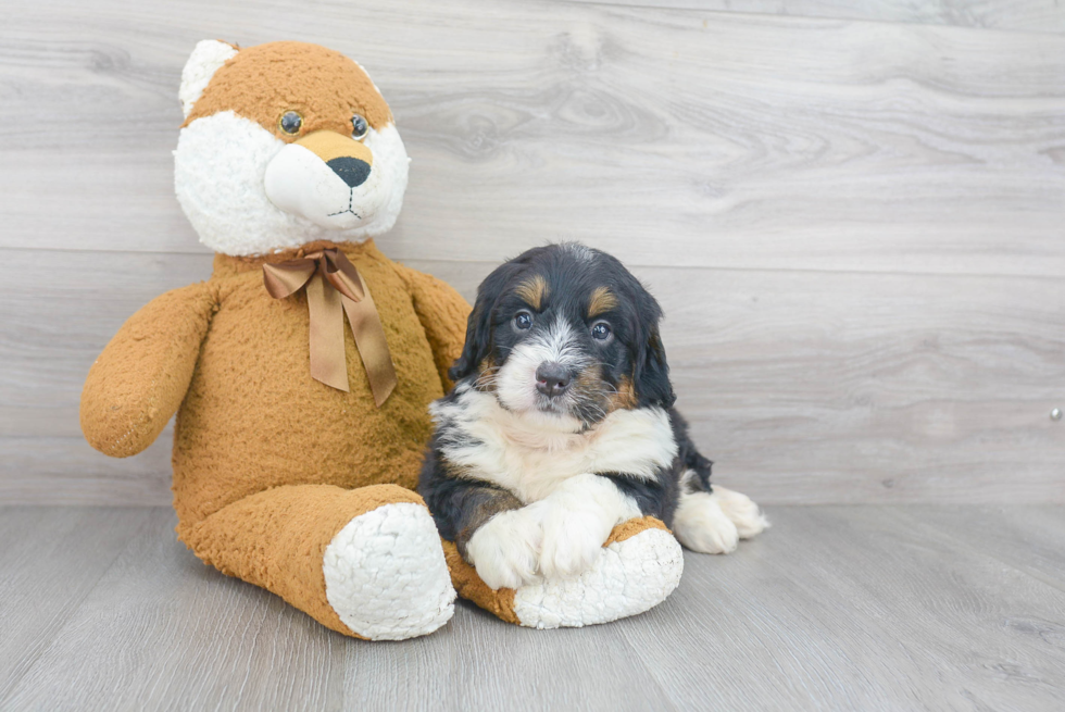 Best Mini Bernedoodle Baby