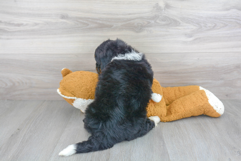 Happy Mini Bernedoodle Baby