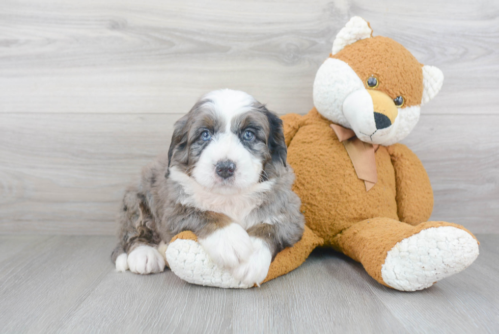 Mini Bernedoodle Pup Being Cute